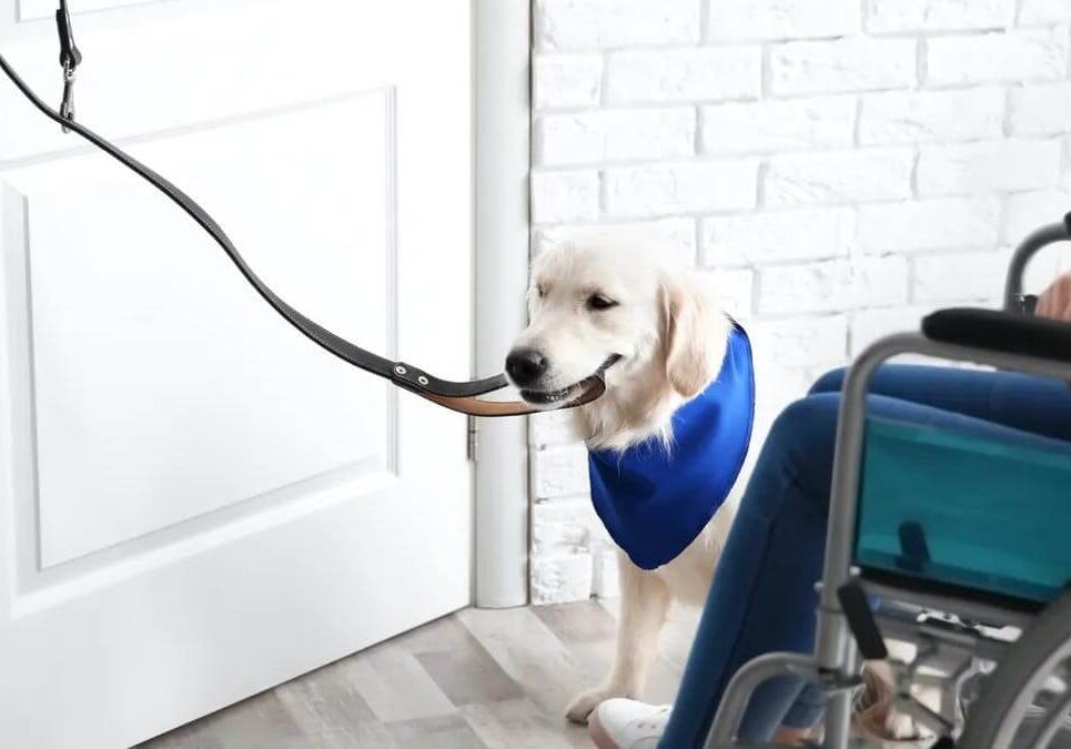 Mobility Assistant Dog Training